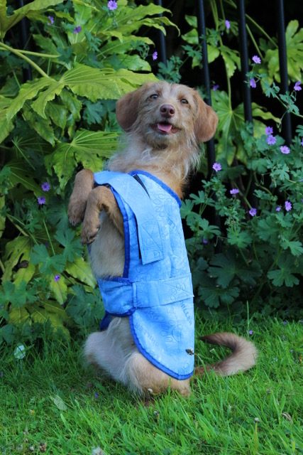 Chiller Cooling Coat