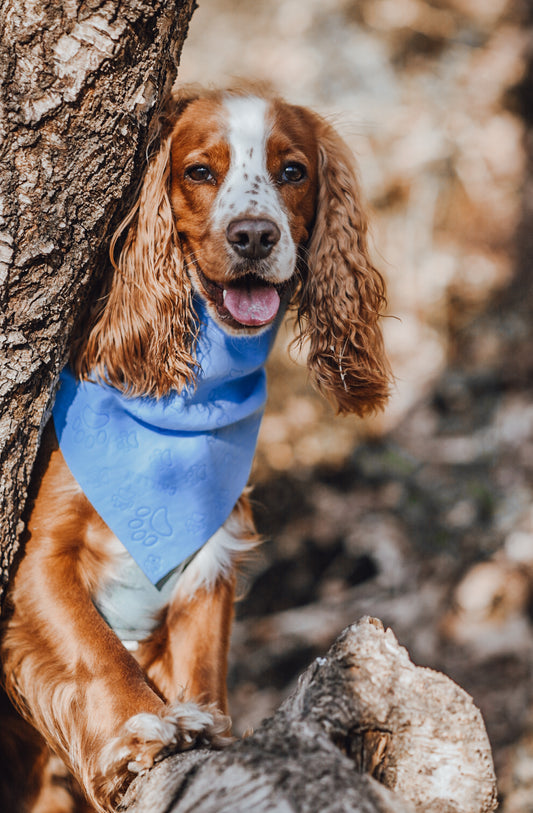 Cooling Bandana